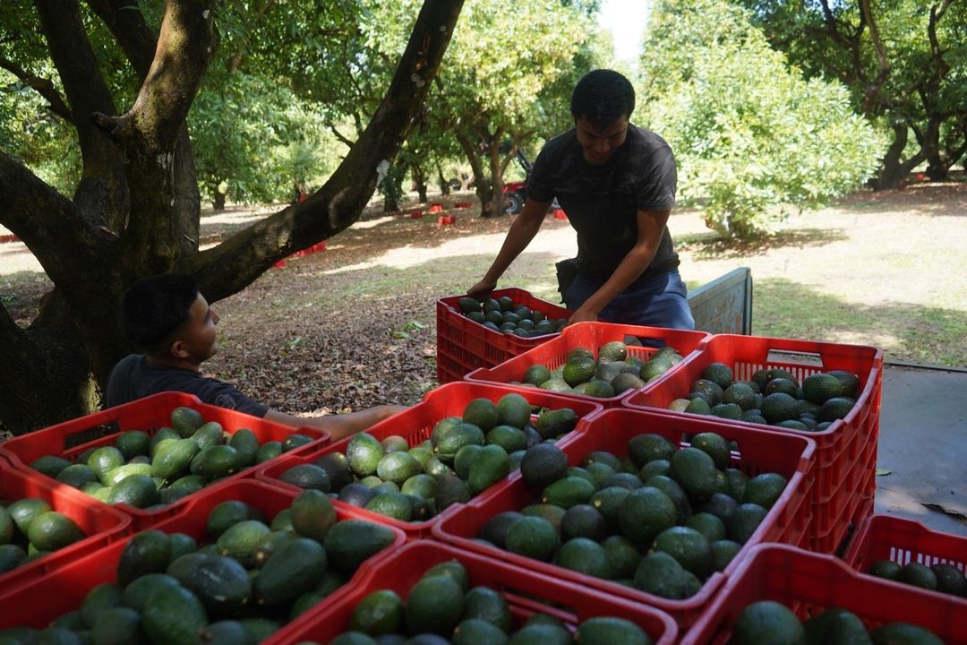 Aguacateros Expolio millonario. Foto Cuartoscuro.