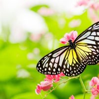 Apto para principiantes: vos también podés hacer las mariposas para la pared que son tendencia en decoración