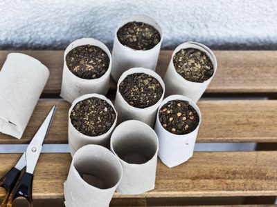 No tires los rollos de papel higiénico y úsalos para crear tus propias plantas en tu jardín