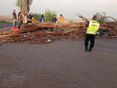 El viento “tiró” más de 300 árboles en Mendoza