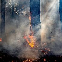 Michoacán: El desastre ambiental del "oro verde"