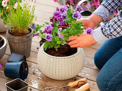 El secreto de los jardineros para dejar tus plantas listas y hermosas antes de la llegada de la primavera