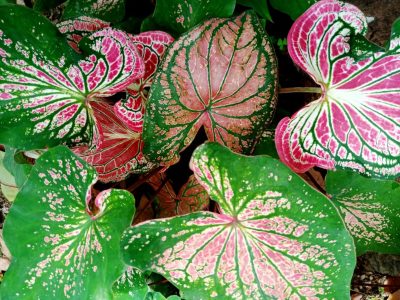 Conocé la planta de hojas coloridas que le dará un toque exótico y deslumbrante a tu jardín