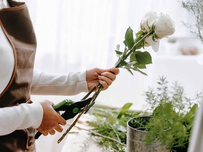 Conocé este trucazo increíblemente económico para enraizar tus rosas y multiplicarlas en primavera