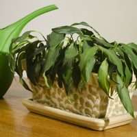 Cómo revivir una planta marchita paso a paso, según expertos en jardinería