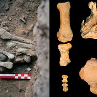 Por restos de su pie, identifican a una mujer neandertal en Israel