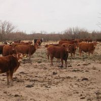 Todo Zacatecas en peligro por sequía; piden declarar el estado como zona de desastre