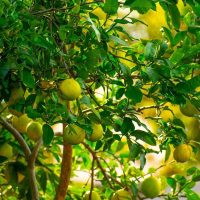 Con las hojas de tu limonero: prepará este aceite para condimentar tus ensaladas de la forma más sana y rica