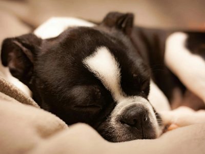 Ciencia y curiosidades de los sueños perrunos: lo que pasa cuando tu perro cierra los ojos