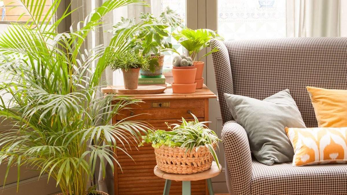 Plantas. Fuente: (Instagram)