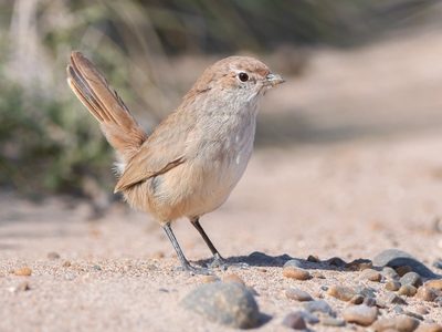 Gallito Arena: el ave pequeña y tímida que enamora a muchos con su canto