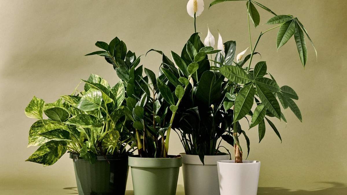 Plantas tóxicas. Fuente: (Instagram)