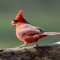 No te asustes: qué significa que un cardenal aparezca de sorpresa en tu casa