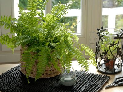 La planta que puede acabar con la humedad y los hongos de las paredes en tu hogar