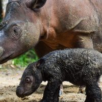 Un rayo de esperanza para las especies en peligro: nació un rinoceronte en Sumatra