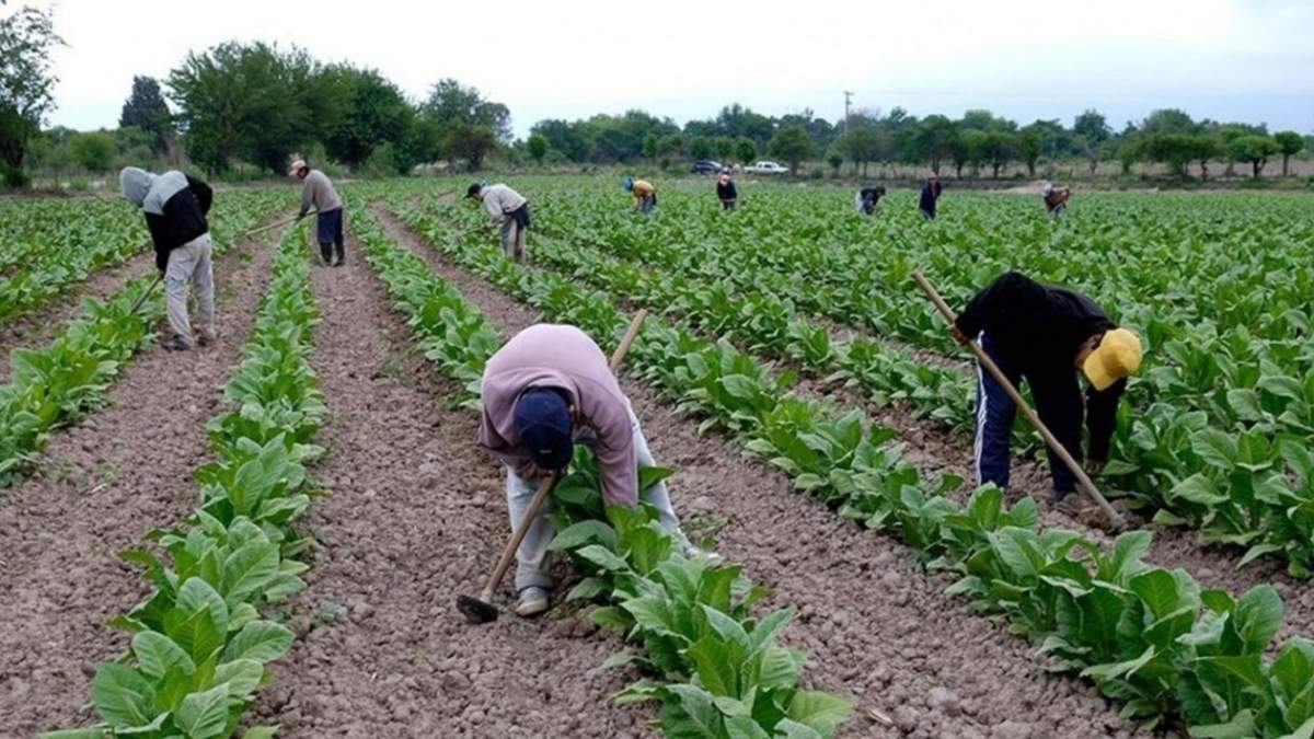 Trabajadores rurales. Fuente: (Twitter)