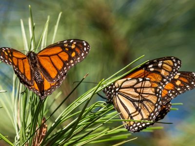 Mariposa Monarca es clasificada como especie "en peligro" de extinción