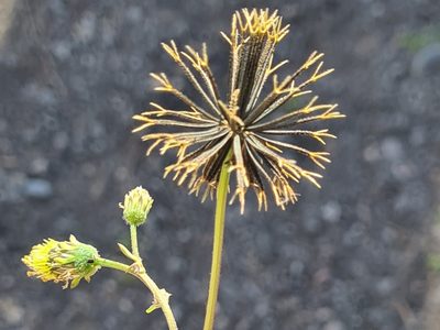 La planta que crece silvestre y que es una joya que pocos valoran