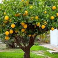 Es cuestión de probar: el llamativo método para lograr que tu limonero dé limones de una vez por todas