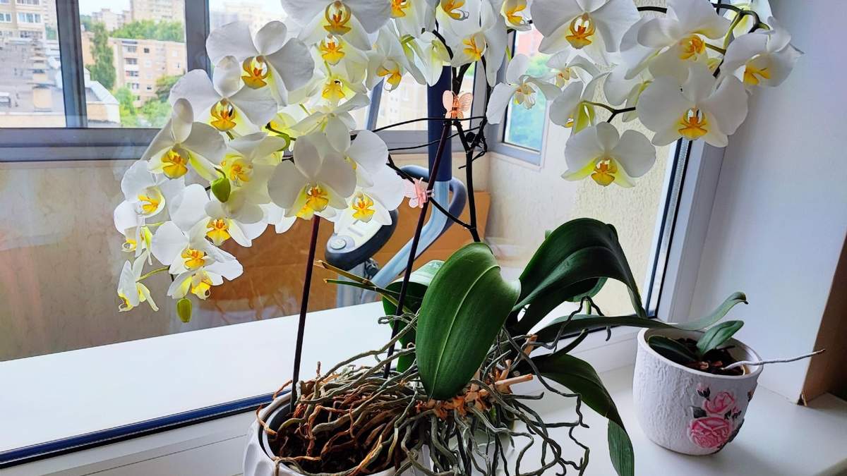 Orquídeas. Fuente: (Instagram)
