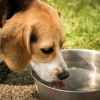Frente al calor del verano: conocé este trucazo para colocarle agua a tus mascotas y que dure más tiempo fría