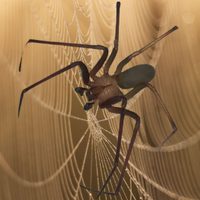 ¿Cuántas especies de araña violinista hay en México?