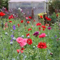 Las plantas ideales para crear una verdadera pradera en tu jardín esta primavera