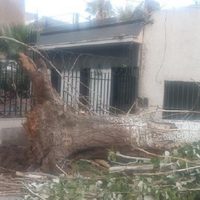 Un árbol caído bloquea una vereda en Ciudad desde hace dos meses