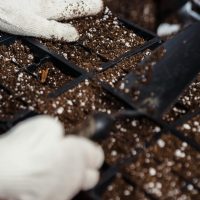 Perlitas: el secreto para un jardín perfecto