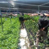 Desmantelan en Zapopan invernadero con casi 14 mil plantas de mariguana