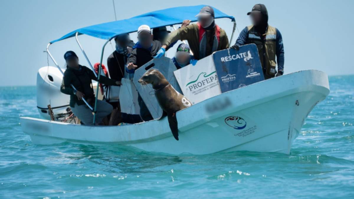 Lobos Marinos rescatados en Baja California