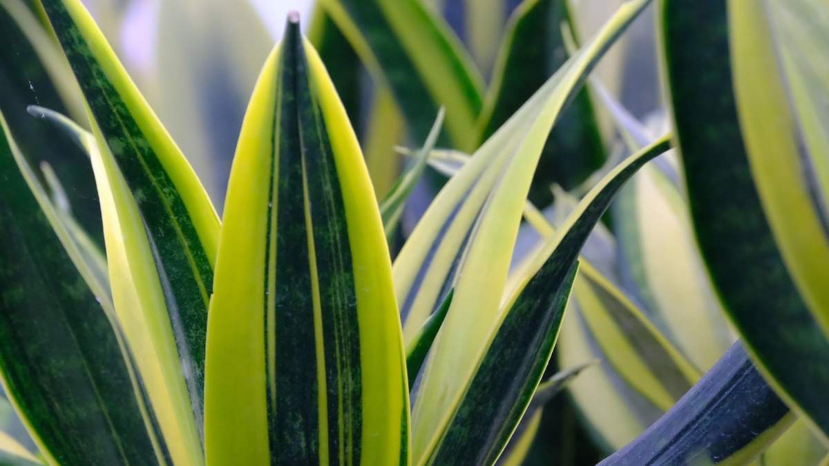 Sansevieria. Fuente: (Instagram)
