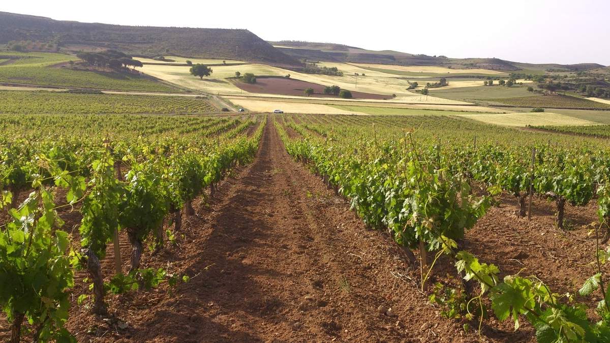 Bodegas de la Ribera del Duero. Fuente: (Instagram)