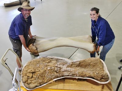 Increíble hallazgo en Australia: encuentran los restos de un gigantesco dinosaurio