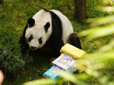 La panda gigante Xin Xin está “en la etapa final de su vida”: Sedema