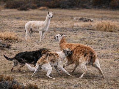 Productores de Tierra del Fuego reclaman medidas urgentes ante el avance de perros asilvestrados