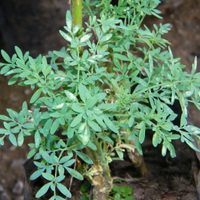Lo que tenés que evitar al transplantar tu planta de Ruda para que no se marchite y crezca sana