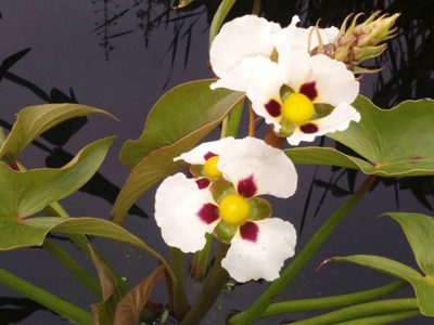 La planta que crece sola al borde de las zanjas, muchos la ignoran, pero tiene una hermosa floración