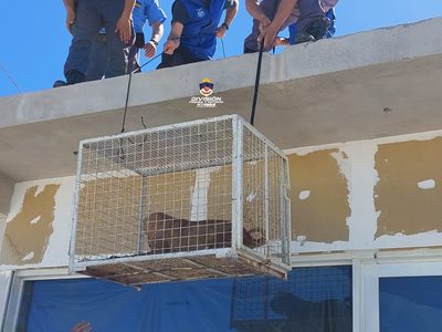 En allanamiento policial rescatan perros en estado de desnutrición y deshidratación