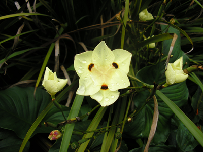 La planta facilísima de cuidar que florece todo el año y es perfecta para el jardín
