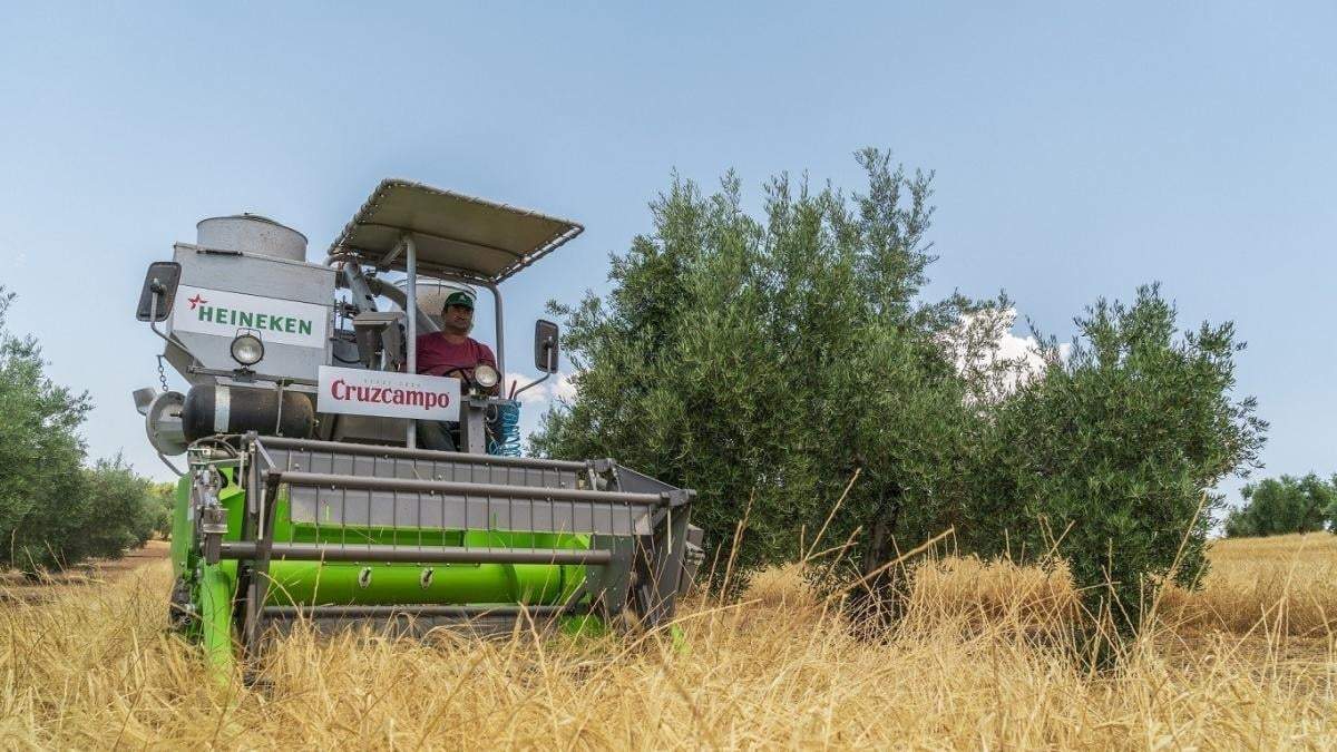 Cebada entre olivares; proyecto sustentable. Fuente: (Twitter)