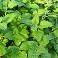 Melisa: conocé los poderes curativos de esta planta que no podés dejar de tener en tu hogar