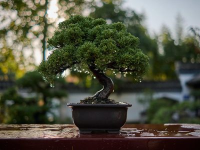 4 plantas que son ideales para hacer un bonsái casero: trucos y secretos para no fallar