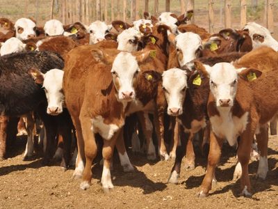 Impuesto a la emisión de gases: polémico proyecto para que las vacas "paguen" por contaminación