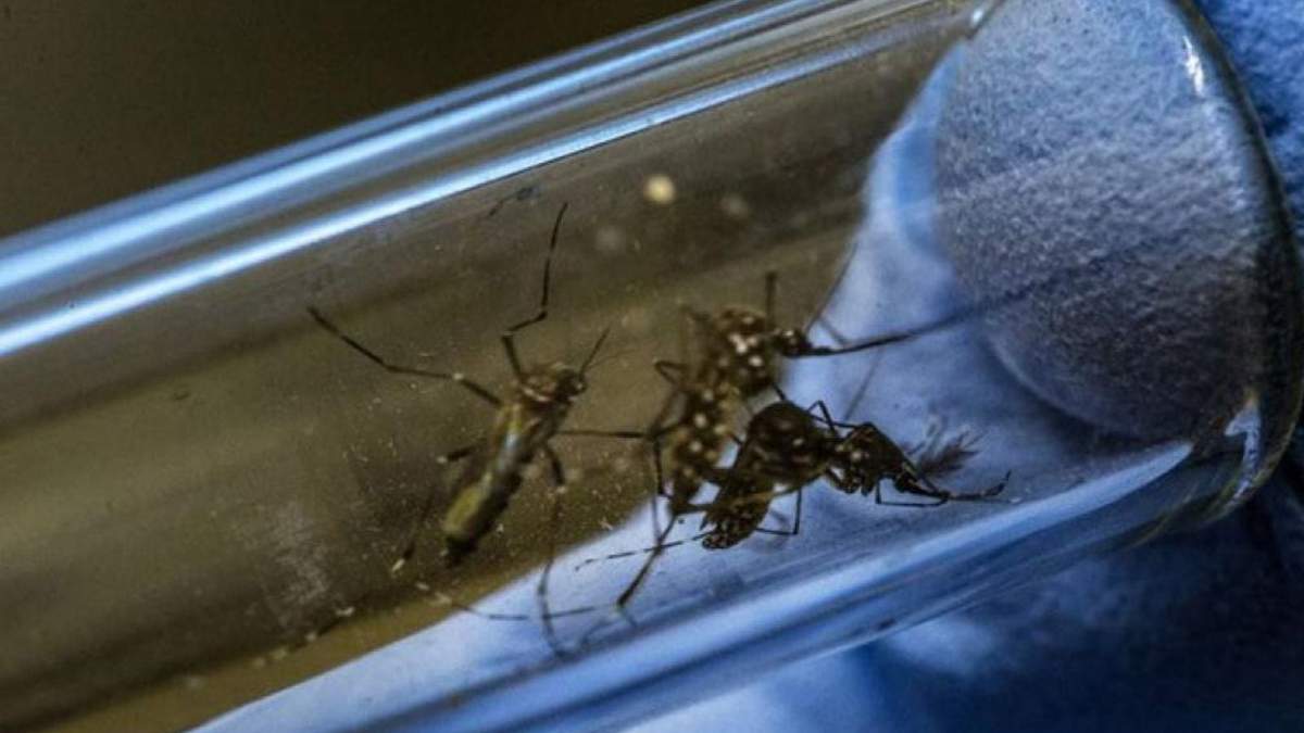 Mosquito aedes aegypti. Fuente: (Instagram).