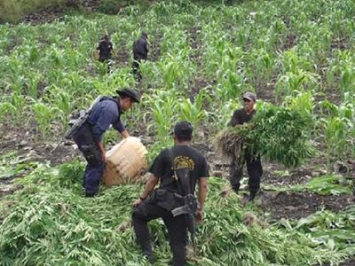 El Narcotráfico es el quinto generador de empleos en México, revela estudio publicado en “Science”