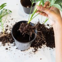 Multiplicá tus plantas más lindas de la forma más fácil y rápida y sin gastar un solo peso