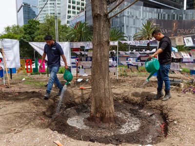 Amurallan el ahuehuete de Reforma; “sigue vivo”, pero no tiene un “desarrollo adecuado”
