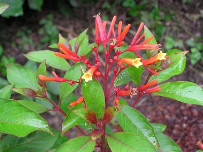 La hermosa planta que casi no necesita cuidados, crece rapidísimo y llena tu jardín de colibríes