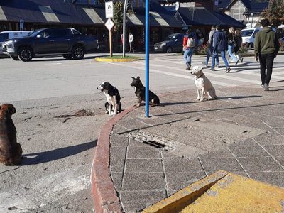 Preocupación por perros sueltos en colegios de Villa la Angostura
